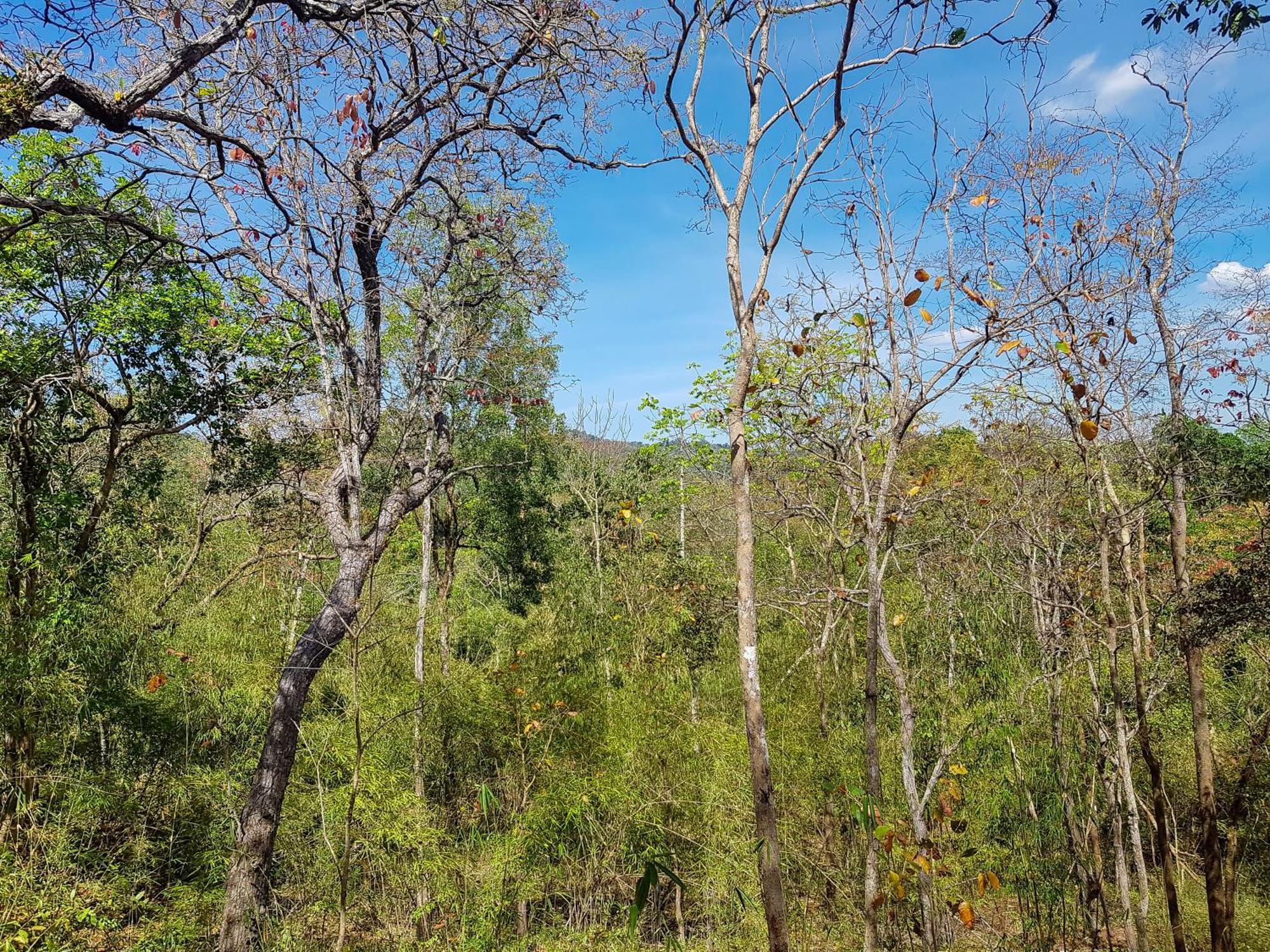 Ratanakiri Homestay & Jungle Trek 반룽 외부 사진
